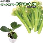 スティック カリフラワー【 カリフローレ70 】9cmポット苗／Cavolfiore