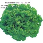  lettuce Marino 9cm pot рассада зеленый leaf lettuce 