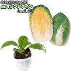  китайская капуста [ orange k in ]9cm pot рассада Haku носорог 