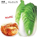  китайская капуста Kim san 75 9cm pot рассада Haku носорог 