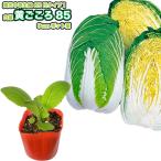  китайская капуста желтый ...85 9cm pot рассада Haku носорог 