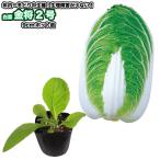  китайская капуста [ золотой .2 номер ]9cm pot рассада | Haku носорог 
