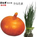  лук репчатый keru Tama [. сырой ] вытащенный рассада 50шт.@tama лук-батун 