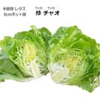  lettuce . Ciao Ciao Ciao 9cm pot рассада 
