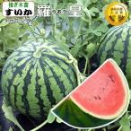  контактный . дерево арбуз .....9cm pot рассада запад .