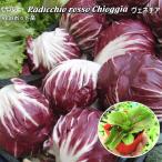  leaf chi колли Radicchio rosso Chioggiavene Cheer [ импорт вид ]9cm pot рассада 
