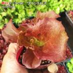  lettuce вино платье 9cm pot рассада красный leaf lettuce 