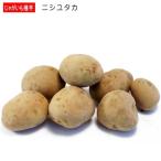 じゃがいも ニシユタカ 秋植え用 種芋 500g ジャガイモ 2L〜Sサイズ