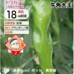 . перец стручковый корова угол великий 9cm pot рассада tougalasi
