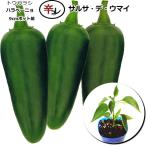 . перец стручковый cальса te лошадь i9cm pot рассада tougalasi