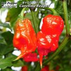 ホットペッパー Carolina Reaper キャロライナリーパー 10.5cmポット苗 トウガラシ