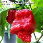 ホットペッパー Trinidad 7pot トリニダード 9cmポット苗 トウガラシ