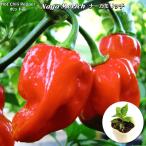 ホットペッパー Naga Morich ナーガモリッチ 9cmポット苗 トウガラシ
