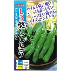 シシトウ 種子 L3葵ししとう あおい ししとう 20粒