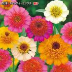  100 день . семена сладости -Mix 30 шарик ( выращивание рассады возможность количество :...20шт.@) Zinniajinia