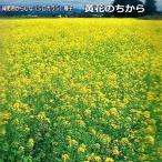 緑肥 からしな 種子 黄花のちから （面積約20m2分）60ml