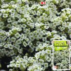 アリッサム 種子 スノークリスタル 0.2ml（育苗可能本