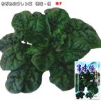 ちぢみホウレン草 寒味・極 かんあじきわみ 種子 30ml