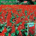 サルビア 種子 ボンファイヤー 0.6ml（育苗可能本数：