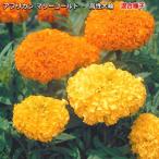  Africa n Marie Gold семена высота . большой колесо смешивание 20ml( выращивание рассады возможность количество :...400шт.@)