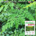 Moringamo Lynn ga васаби. дерево maru ngai семена 10 шарик 