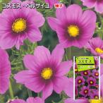  Cosmos * bell носорог yu семена 1.7ml ( это один пакет ... рассада. количество : примерно 30шт.@)