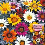 ガザニア 種子　タレント ミックス　0.2ml（育苗可能