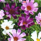 コスモス・シーシェル 混合 種子 1.7ml （この一袋で