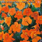 na крахмал um( золотой лотос цветок ) Bay Be orange семена 30 шарик ( выращивание рассады возможность количество :...15шт.@) Nasturtium