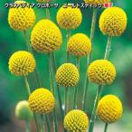 k Raspe tia Glo bo-sa* Gold палочка семена 0.1ml( выращивание рассады возможность количество :...5шт.@)