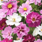 コスモス・サイケ 種子　1.2ml （この一袋で育つ苗の