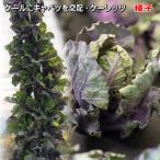 ケールに芽キャベツを交配したFI品種 ケーレッツ Kale