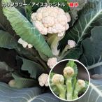 カリフラワー 種子 アイスキャンドル 20粒