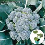 茎ブロッコリー broccolo ブロフローレ 9cmポット苗