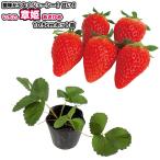  клубника [ глава .]10.5cm pot рассада |....