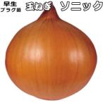  лук репчатый cell рассада Sonic [. сырой ] 90шт.@tama лук-батун 