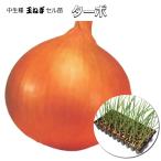  лук репчатый cell рассада турбо [ средний сырой ]90шт.@(100 дыра )tama лук-батун 