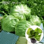  lettuce Star Ray 9cm pot рассада . лампочка lettuce 