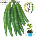 . длина перец стручковый контактный . дерево ..... длина 9cm pot рассада tougalasi
