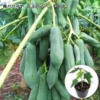 パパイヤ美らタイ10.5cmポット...