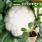  цветная капуста lizoto Bianco Risotto Bianco 9cm pot рассада 