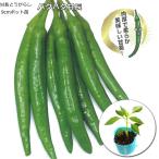 . длина красный острый перец ..... длина 9cm pot рассада tougalasi