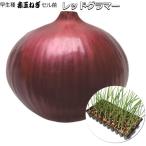  красный лук репчатый cell рассада красный g лама -[. сырой ]90шт.@(100 дыра ) красный tama лук-батун 