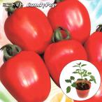  реальный сырой мини помидоры CandyPop rouge 10.5cm pot рассада 