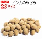 じゃがいも インカのめざめ 種芋 【SSサイズ】 500g ジャガイモ