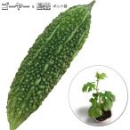  горький огурец -* остров ......9cm pot рассада 