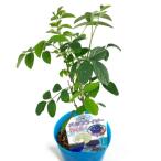  бабочка pi-. -слойный ..Butterfly Pea бабочка бобы pot .. рассада 