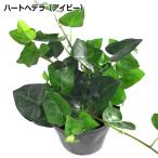  Heart хедера ( ivy ) 10.5cm pot рассада 