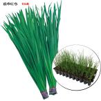  чесночный лук * широкий ширина ..40 АО (50 дыра ) cell рассада 