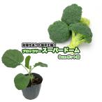  брокколи [ super купол ]9cm pot рассада 